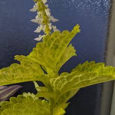Image result for Coleus hadiensis