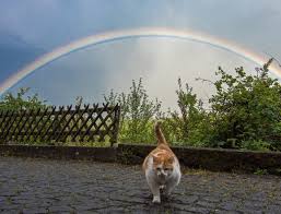 Sie alle kamen einzig mit der liebe eines tierschützers, der sie tröstete. Die Katze Aus Dem Regenbogen Foto Bild Regenbogen Wetter Best Of Meine Eigene Bilder Auf Fotocommunity