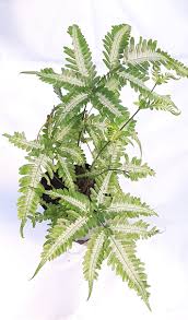Image result for Pteris atrovirens