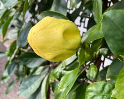 Image result for Solandra maxima