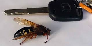 These large wasps are efficient hunters of the loud, plentiful, and nutritious cicadas that buzz through summertime. The Cicada Killer Wars We Won And Then Lost And We Ll Win Again The Gardiner Gazette