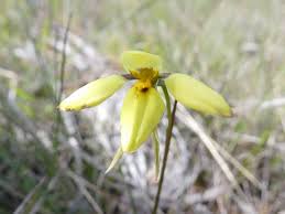 Image result for Haplocarpha scaposa