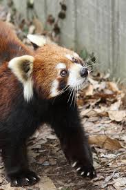 Red Panda Photo Animaux Panda Roux Animaux