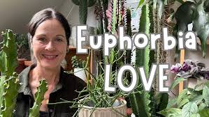 Image result for Senecio greenwayi