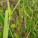 Image result for Cyperus latifolius