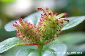 Image result for Dissotis alata