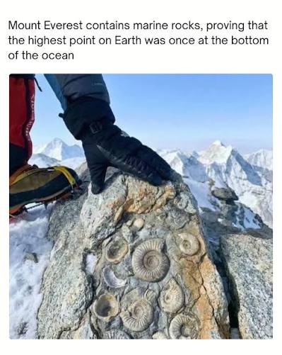 Marine fossils discovered near the summit of Mount Everest, particularly in  the “Yellow Band” limestone, provide physical evidence that the world's  highest peak was once a shallow seafloor. These 500-million-year-old  remains, including