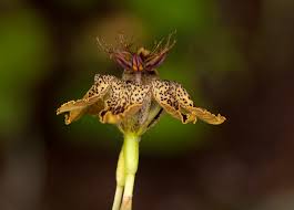 Image result for Ferraria glutinosa