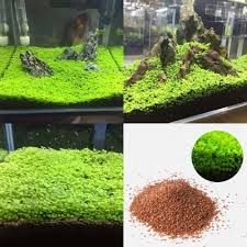Plant Seeds Aquatic Hemianthus Callitrichoides Decor For Fishtank Pond Pet Supplies Fish Aquariums Fish Tank Decorations Planted Aquarium Aquarium Grass