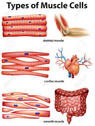 Labeled Cardiac Muscle Koibana Info Anatomy And Physiology Human Anatomy And Physiology Types Of Muscles