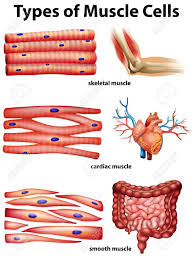 Other muscles (smooth & cardiac) will contract without nervous stimulation but their contraction can be influenced by. Labeled Cardiac Muscle Koibana Info Anatomy And Physiology Types Of Muscles Human Anatomy And Physiology