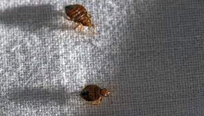 مكافحة الحشرات والقوارض اكتشفي أفضل طرق التخلص من أسباب وجود حشرة سوس الخشب in 2021 stud earrings rodent control cufflinks