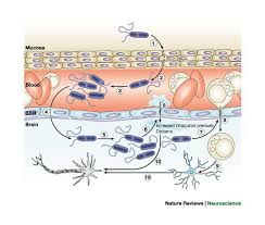 Epidemiology of meningitis caused by neisseria meningitidis, streptococcus pneumoniae, and haemophilus influenza. Pathogenesis Of Bacterial Meningitis From Bacteraemia To Neuronal Injury Nature Reviews Neuroscience