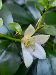 Image result for Murraya