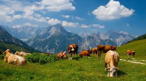Cows Wallpapers Downloadeer Simply The Best Cow Wallpaper Animals Cow