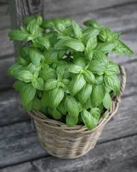 Pin By Anja Scholten On Potager Veggie Garden Herbs Herb Pots