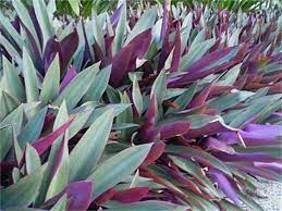 Heat tolerant strappy leaf plant with purple foliage. Pin By Wowmanartist On Plants Drought Tolerant Plants Drought Tolerant Garden Plants