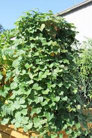 You will notice that after about 2 to 4 weeks, each piece will begin to sprout small plants and develop roots. How To Grow Sweet Potatoes Vertically Greenstalk Growing Sweet Potatoes Verticle Vegetable Garden Sweet Potato Plant