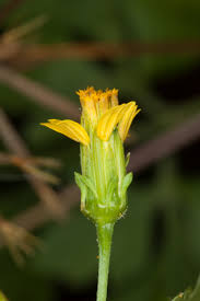 Image result for Bidens bipinnata