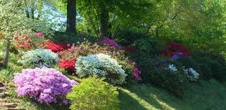 Image result for Azalea azaleas