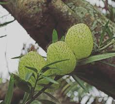 Growing In The Garden At Home Gomphocarpus Physocarpus Commonly Known As Balloonplant Balloon Cotton Bush Bishop S Balls Nail Plant Leaves Milkweed Plants