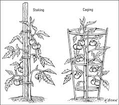 Check spelling or type a new query. How To Grow Tomatoes Dummies