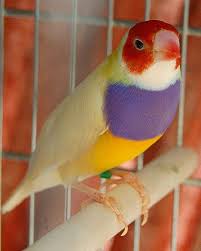 Bird With Red Head And Chest Pin On Finches