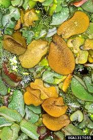 Image result for Salvinia hastata