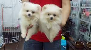 Our dogs for sale come from all over the world and a variety of breeds where can you find your next small, large, or cute companions. Dogs For Sale All Ages From Selangor Malaysia Petfinder My