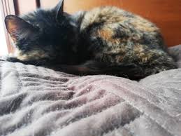 Agata Rest Time Animals Cats River