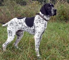 Image result for auvergneský ohař