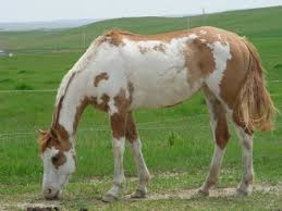 Black And White Paint Horses For Sale In Kentucky Gallery For Red Roan Paint Horse Horse Painting Horses American Paint Horse