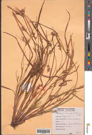 Image result for Scleria tessellata