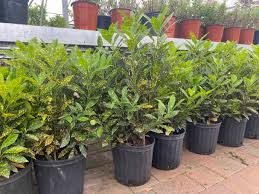 Image result for Aucuba