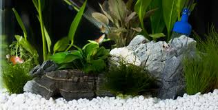 Unfortunately, fish tanks accumulate grime and need some attention to keep clean. Interpet Aquarium Decoration Gravel And Fish Tank Ornaments Interpet Life Usa
