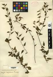 Image result for Acalypha caperonioides