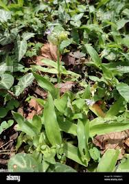 Image result for Murdannia stricta