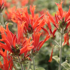 Image result for Dicliptera heterostegia