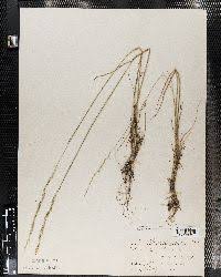 Image result for Eragrostis patentipilosa