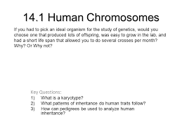 Learn vocabulary, terms, and more with flashcards, games, and other study tools. 14 1 Human Chromosomes Key Questions 1 What Is A Karyotype 2 What Patterns Of Inheritance Do Human Traits Follow 3 How Can Pedigrees Be Used To Analyze Ppt Download