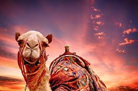 You can buy sandwiches if you don't want to make them yourself. In The Way The Straw That Broke This Camel S Back