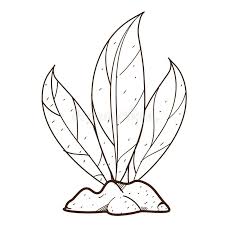 Dibujos De Plantas Para Colorear