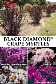 Buy Black Diamond Crape Myrtle Trees At Nature Hills Nursery And Get Them Shipped Directly To Your Do Crepe Myrtle Landscaping Crape Myrtle Crepe Myrtle Trees