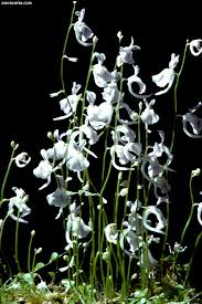 Image result for Utricularia arenaria