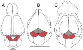 Development Of The Corpora Quadrigemina In A Hyopsodus B Download Scientific Diagram Corpora quadrigemina is located in mesencephalon (midbrain). development of the corpora quadrigemina
