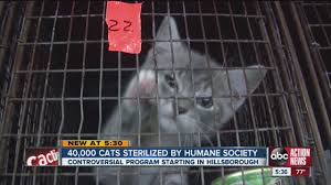 Easy diy feral cat shelters. The Humane Society Of Tampa Bay Sterilizes 100 Cats Per Week In Feral Cat Program Youtube