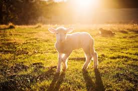 Image result for sunrise