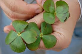 Image result for Marsilea nubica