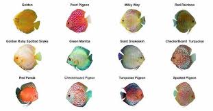 Discus Fish Types Care Size Lifespan Tankmates Breeding