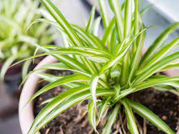 And i did not do anything more, and now i have 3 plant like 18 feet dracaena fragrans 'massangeana' (makoy ex ed.morren, belgique horticole 31: Ikea Himalayamix Plant Species Care Plant Index